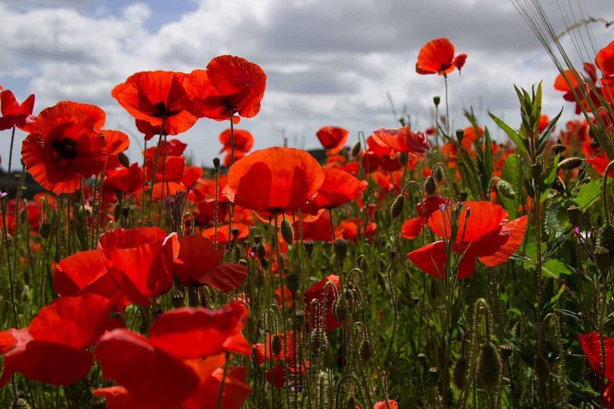 On this Remembrance Sunday we remember all the brave men and women who gave their all for the freedoms we enjoy today. You have our love, respect and admiration. From all the cast and crew of Somme16. Your names shall liveth for ever more.