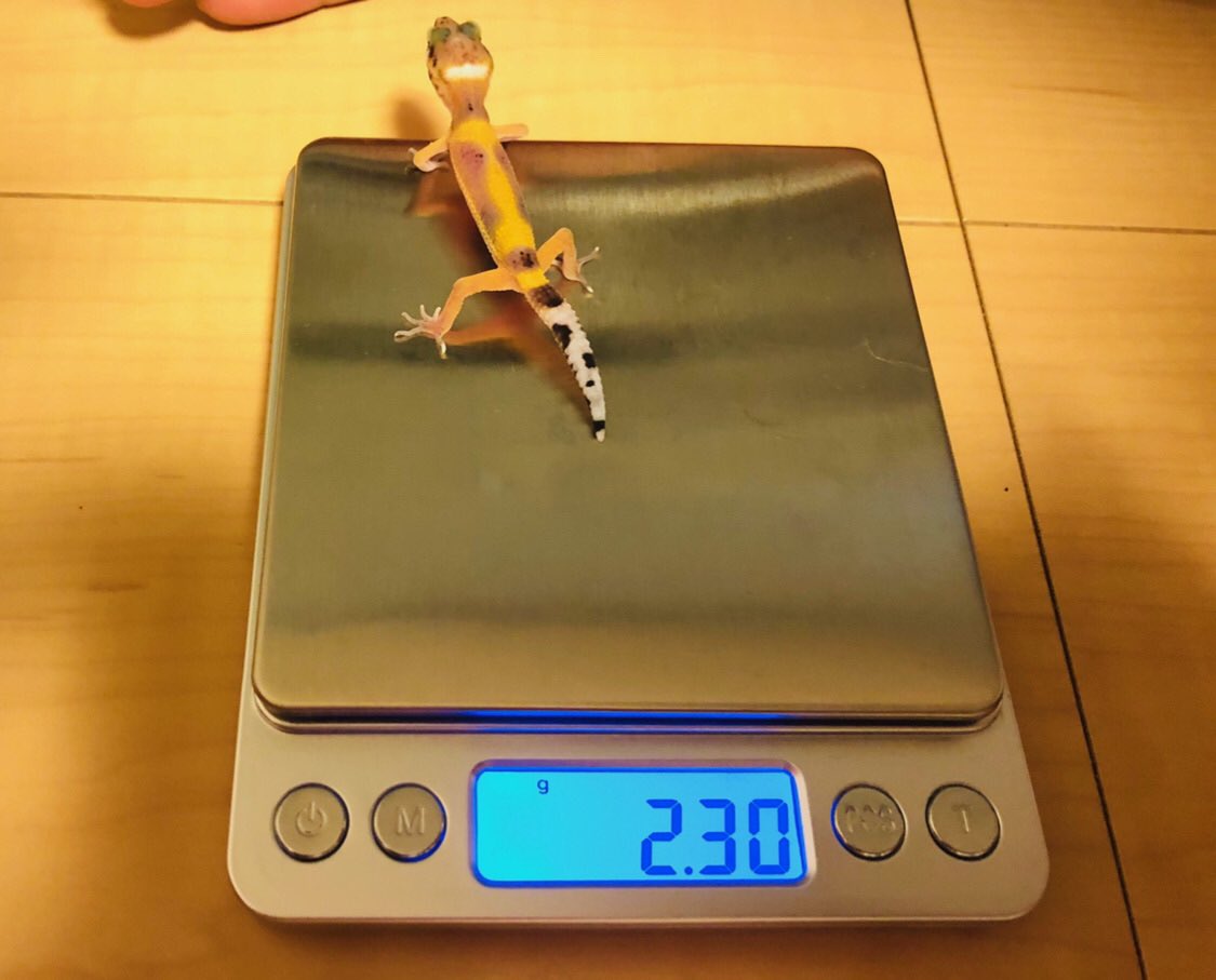 GeckoKandp's tweet photo. うちに来て2ヶ月が経ちました。
こんなに大きくなりました！
日々成長しているので、柄も色も変わっていきます🤗
＃爬虫類のいる生活 #最高
#ヒョウモントカゲモドキ #レオパードゲッコー #leopardgecko https://t.co/y7eCBHexvt