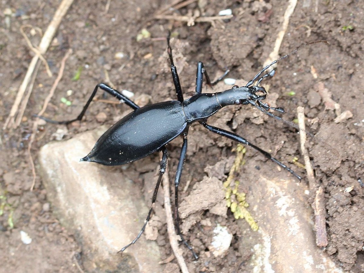 羽はないけど飛べない虫……マイマイカブリだ。カタツムリを主食とし、その殻に頭を突っ込むことからそう呼ばれるとか。

ちなみに日本固有種。

#麒麟がくる