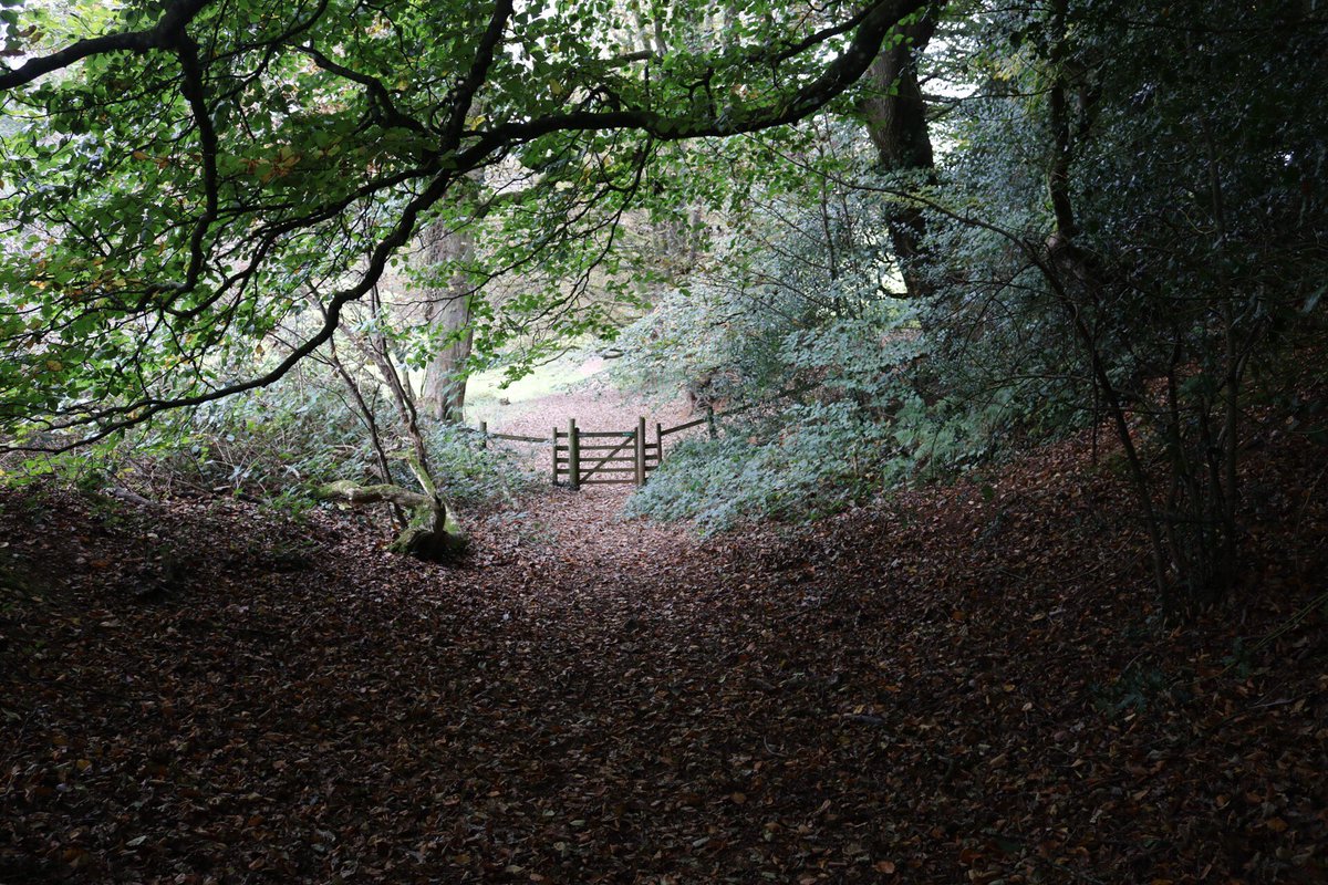 SBJMPhotography's tweet photo. An #autumn #woodland shot from #FyneCourt tucked away in #TheQuantocks in #Somerset. 
#NTChallenge. #autumnvibes #autumncolours #autumnphotography @nationaltrust @NTSouthWest @VisitSomerset @BBCCountryfile https://t.co/wh742Ig9Tz