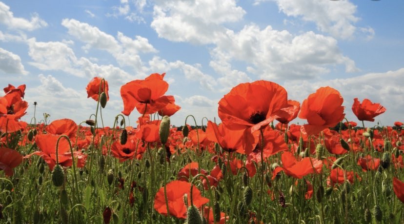 Penclawdd's tweet photo. Penclawdd Primary School remembers ❤️ . #RemembranceSunday  #LestWeForget   @PoppyLegion #Pencomm https://t.co/pY6DNAGXf2