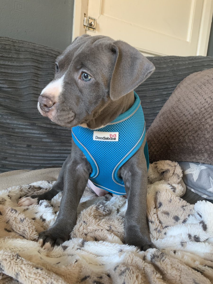 chantaybrown_'s tweet photo. Ok I may be biased but I have the cutest pup EVER🥺🥺 https://t.co/dDrtJk45ZG