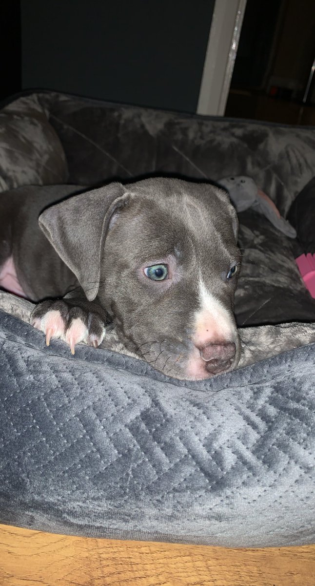 chantaybrown_'s tweet photo. Ok I may be biased but I have the cutest pup EVER🥺🥺 https://t.co/dDrtJk45ZG