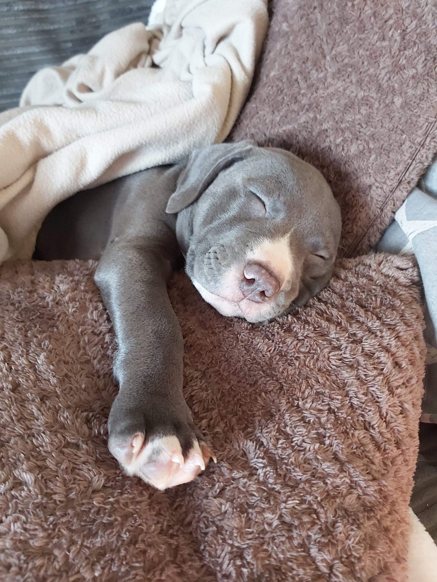 chantaybrown_'s tweet photo. Ok I may be biased but I have the cutest pup EVER🥺🥺 https://t.co/dDrtJk45ZG