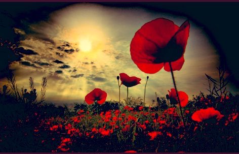 trantonline's tweet photo. At the going down of the sun and in the morning
We will remember them.

#LestWeForget https://t.co/jTKJhctKpa