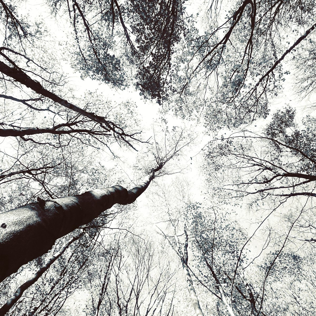 chrome.gram tweet media