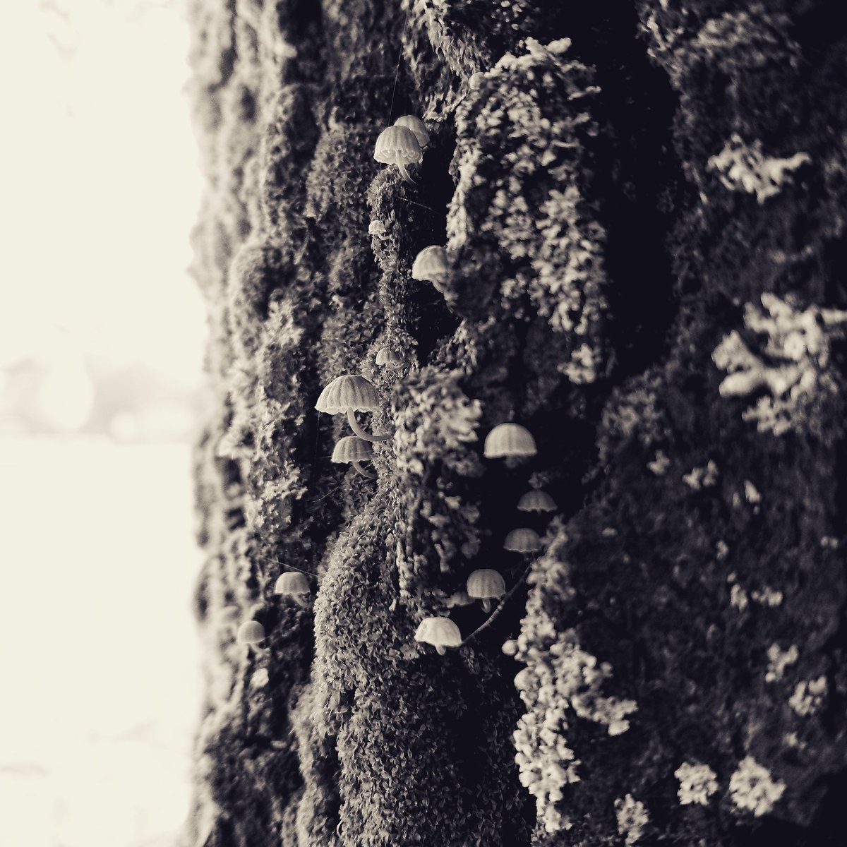 chrome.gram tweet media