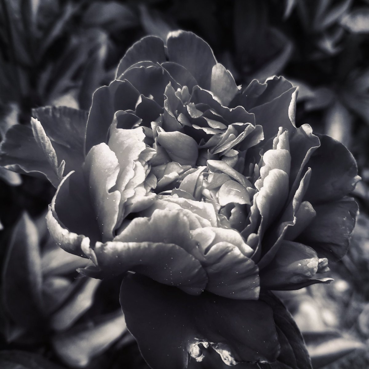 chrome.gram tweet media