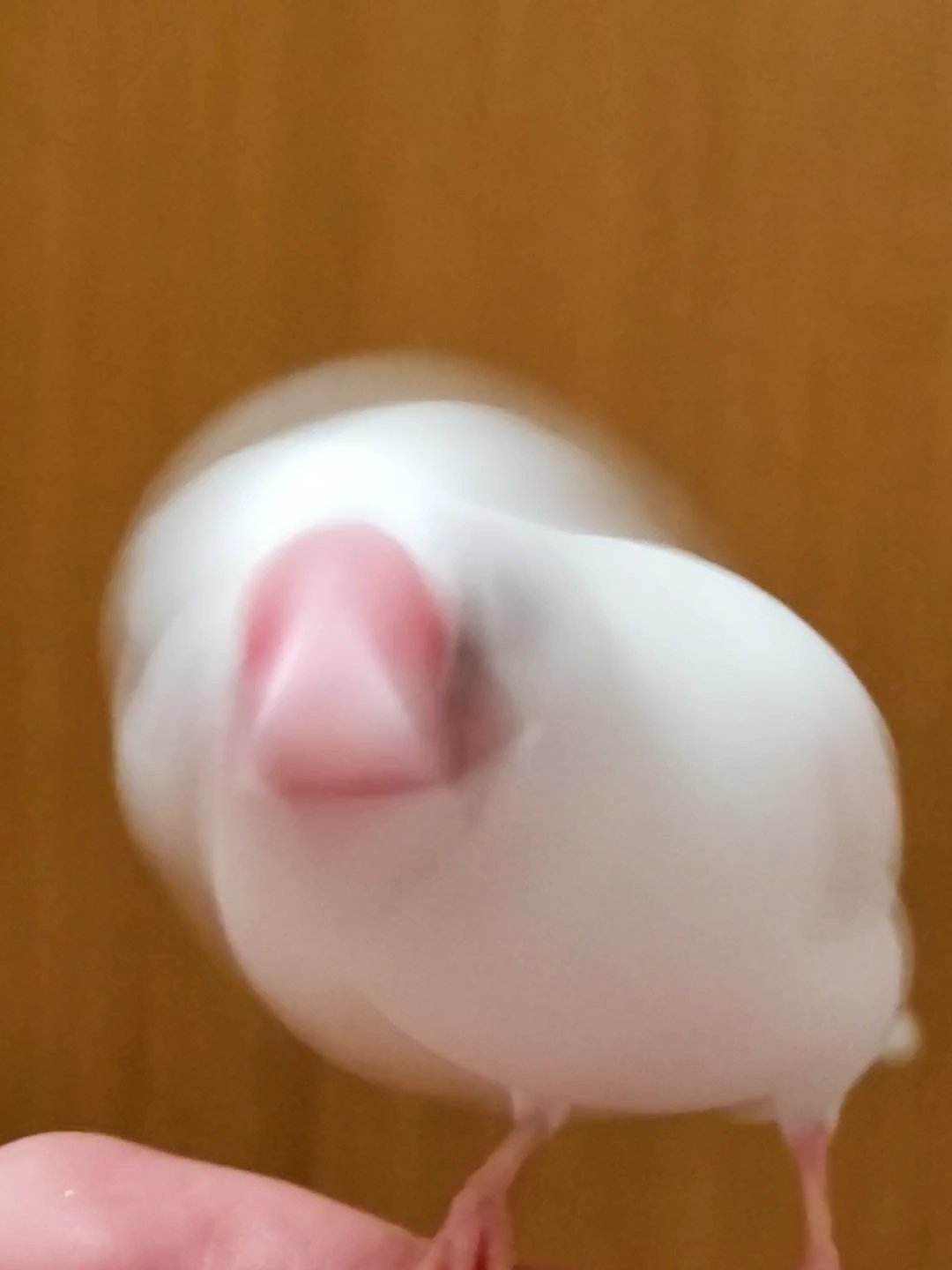 こんちゃん 文鳥の呼吸 奥義 螺旋刺突 リアルに技繰り出されてるときにクチバシが当たると結構痛いです クチバシの 白い部分で三角形ができています 文鳥 白文鳥 ドリル文鳥 ぶれ文鳥 T Co U33wkuyp6i Twitter