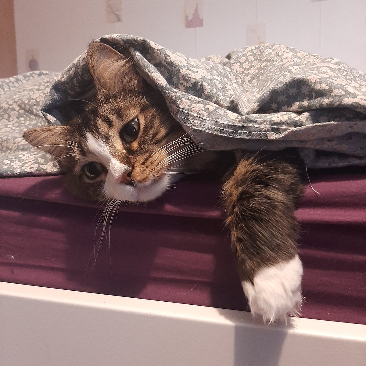 Bisou_le_chat's tweet photo. Quand on y pense, c'est fou ce qu'on est tolérant avec les humains. Un chat qui se comporterait comme eux, ça ferait longtemps que ce serait un coup de papate et au panier. 😹 https://t.co/w43XFpERDv