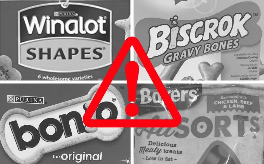 TotallyGreyhou1's tweet image. We all know that treats are guaranteed to make our Greyhounds happy, but do they make them HEALTHY? 👍

Most of us have all been guilty of ‘Supermarket Convenience’ buying without realising how unhealthy they are. ✖︎✖︎

totallygreyhound.com/dog-treats-goo… ❤️