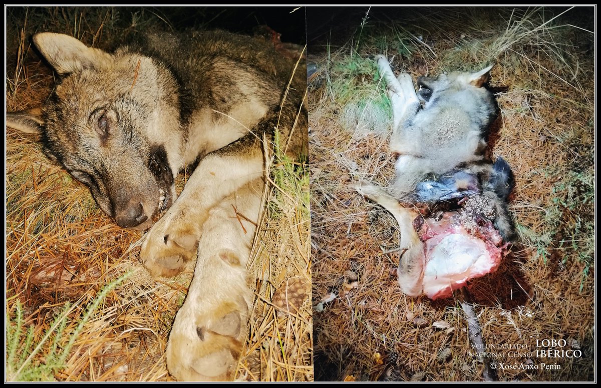 CensoLobo's tweet photo. A veces, nuestro proyecto científico, no se puede limitar solamente a recoger datos y analizarlos. También debemos posicionarnos claramente...

Lo de este lobato destrozado por un tiro a bocajarro en Orense, ¡NO SE PUEDE PERMITIR!

La historia completa: https://t.co/WVjvJLh6gV https://t.co/xSgTp1m1HK