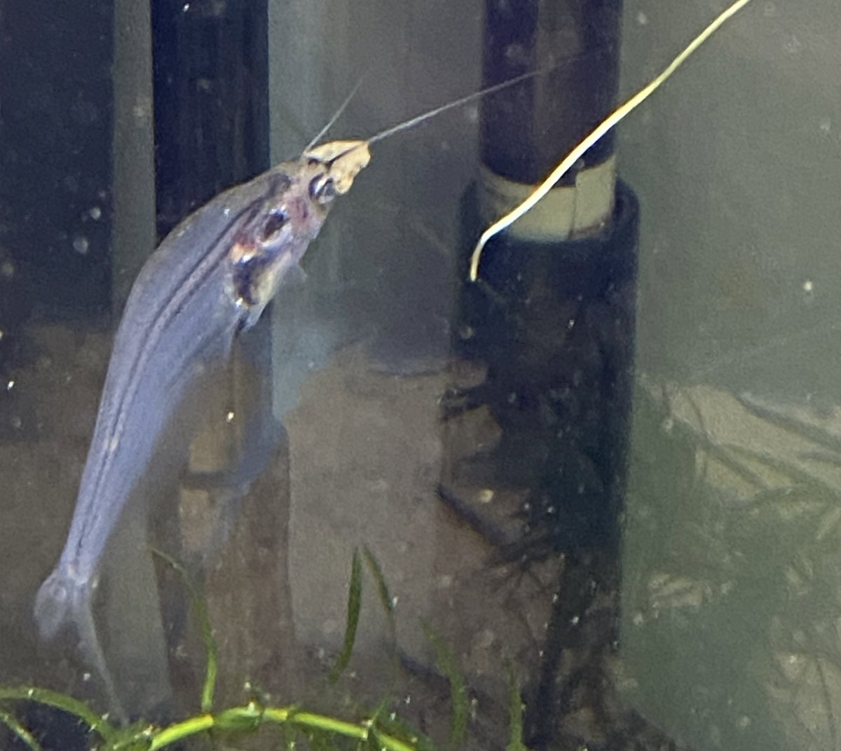 ディミクレス コリドラスちゃん用の餌を独り占めするグラスキャットちゃん