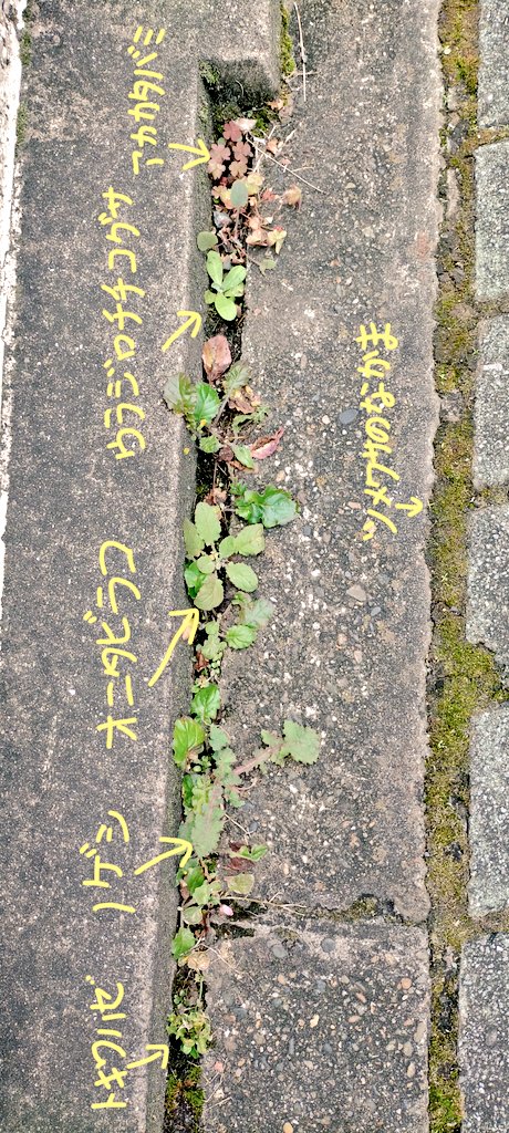 تويتر 今いねぇ やけに植物に詳しい悟空 على تويتر ひゃ 草の子どもたちがパーティーしてっぞ 今の時期に芽生えてそのまま冬を越す草っていっぺぇいっから 今足元の草はけっこう賑やかだぞ 草の名前言うのが止まんねぇな うりゃ T Co