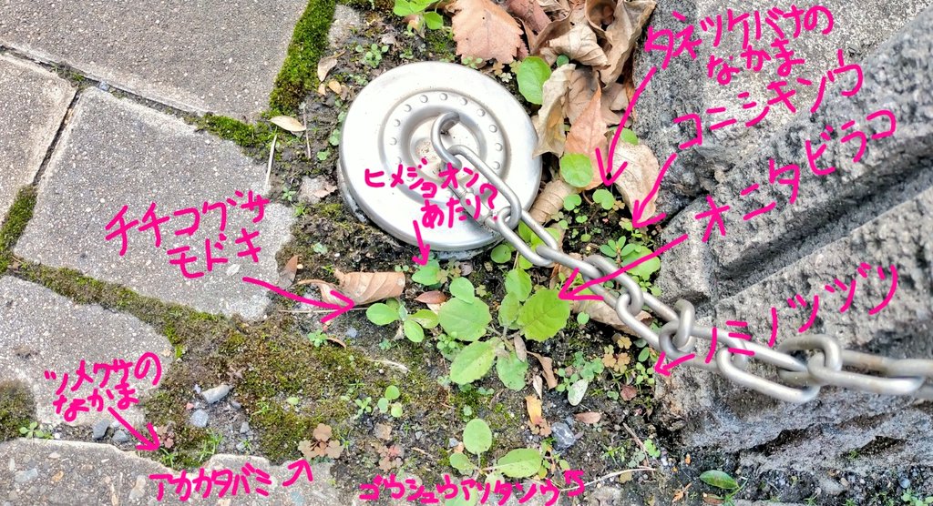 تويتر 今いねぇ やけに植物に詳しい悟空 على تويتر ひゃ 草の子どもたちがパーティーしてっぞ 今の時期に芽生えてそのまま冬を越す草っていっぺぇいっから 今足元の草はけっこう賑やかだぞ 草の名前言うのが止まんねぇな うりゃ T Co