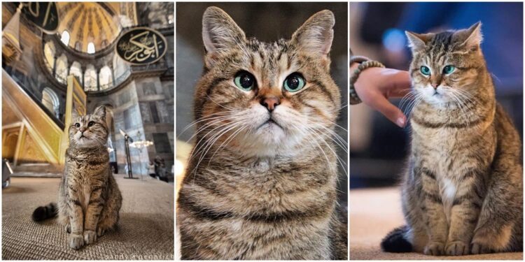 Masjid Ayasofya's famous cat Gli has died 😿