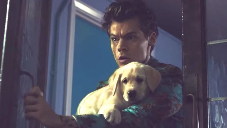 lamaharolda's tweet photo. 3 LATA OD KIWI! 🥺🥝
#3YearsOfKiwi #HarryStyles #ProundOfHarry https://t.co/8VPGMFSj8o