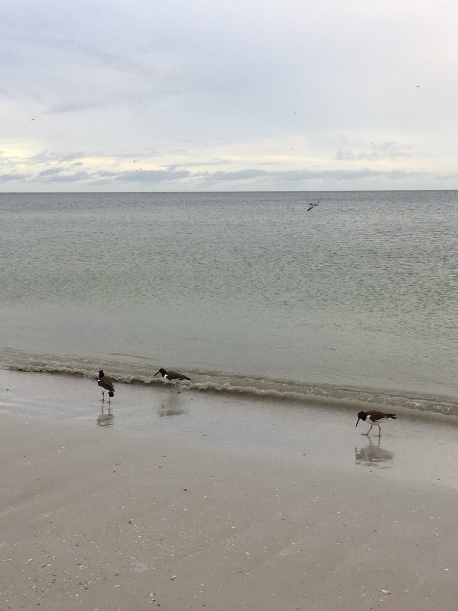 clbabb's tweet photo. @wx_rachelj @JasonDunning @MattDevittWINK #oystercatchers waiting at #BowditchPoint #beach beautiful even in the rain. https://t.co/4aVh4csV4i