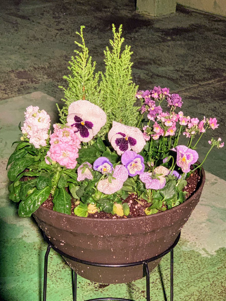 Porco Rosso パンジー白 新種パンジーウィンターパーティー ネメシア ストック アクセントにコニファーウィルマ ５種類の冬用寄せ植え作って見ました 同系色で纏めてパンジー中心 背後にアクセントコニファーウィルマ Swallows ガーデニング