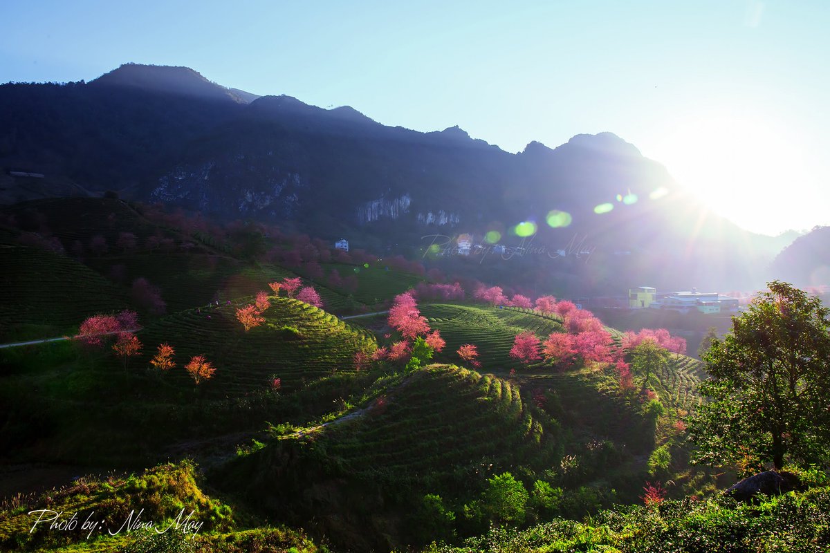 YourVietnamOrg's tweet photo. Cherry blossoms bloom tomorrow. O Long Tea Hill - Sapa!

P.S: If you go to Sapa, if you want to check this flower, it should be based on the blooming time of November, everyone!

Many people can check-in and still can, and some coming here are also protected from being open. https://t.co/AjBuU31X9J
