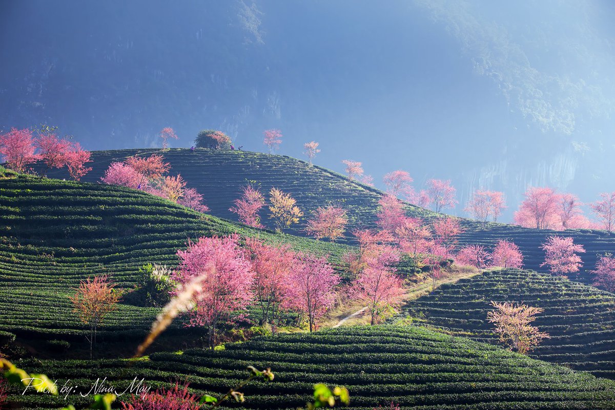 YourVietnamOrg's tweet photo. Cherry blossoms bloom tomorrow. O Long Tea Hill - Sapa!

P.S: If you go to Sapa, if you want to check this flower, it should be based on the blooming time of November, everyone!

Many people can check-in and still can, and some coming here are also protected from being open. https://t.co/AjBuU31X9J