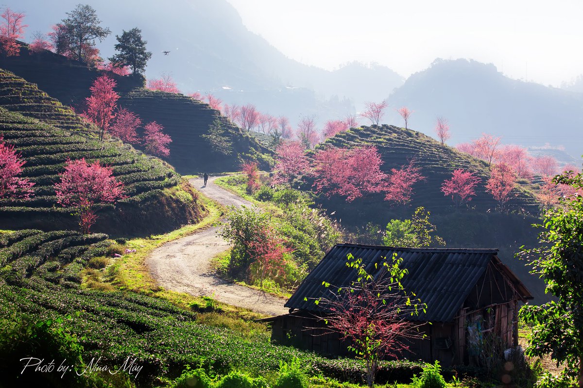 YourVietnamOrg's tweet photo. Cherry blossoms bloom tomorrow. O Long Tea Hill - Sapa!

P.S: If you go to Sapa, if you want to check this flower, it should be based on the blooming time of November, everyone!

Many people can check-in and still can, and some coming here are also protected from being open. https://t.co/AjBuU31X9J