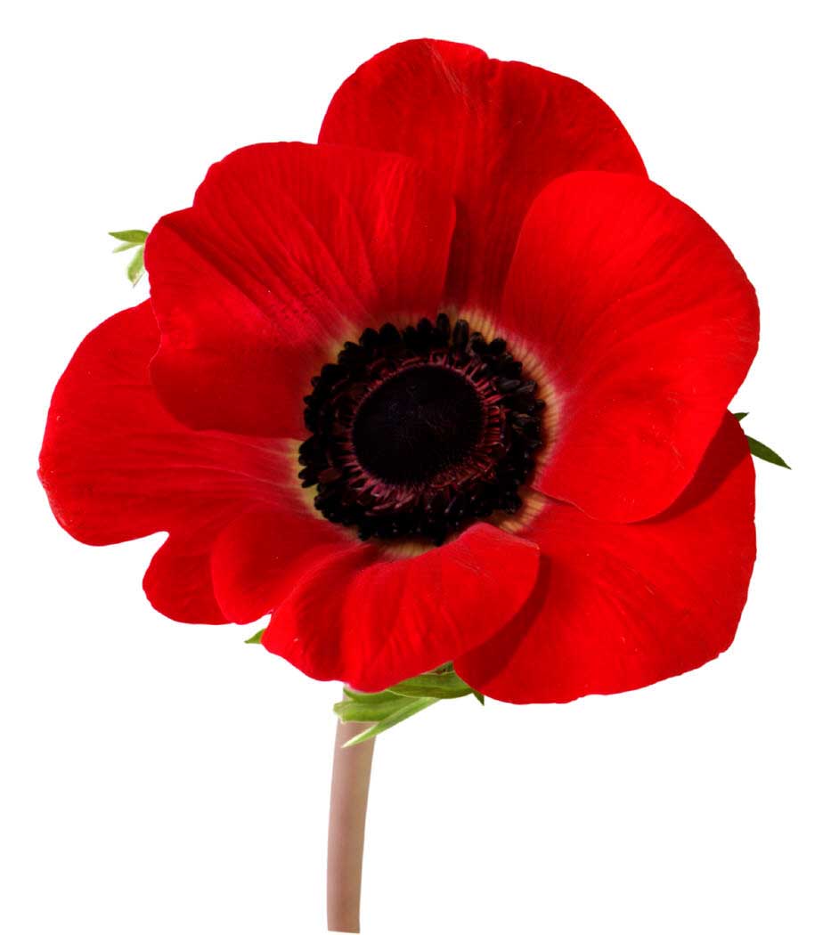 creativecomms5's tweet photo. #lestweforget2020 https://t.co/ATHOVRsFP8