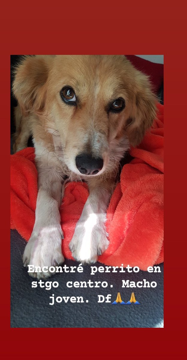 BeaArria's tweet photo. Favor df, macho joven encontrado en stgo centro busca a su familia.
Contacto: +56990750255 https://t.co/Oei9OHgz2c