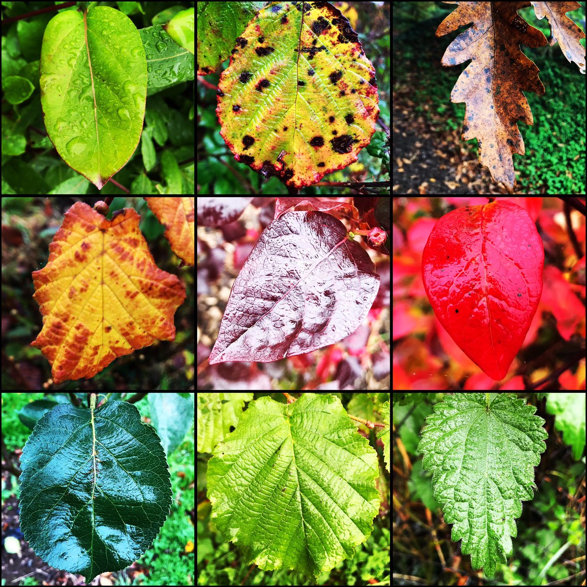 Collings Park Trust tweet media