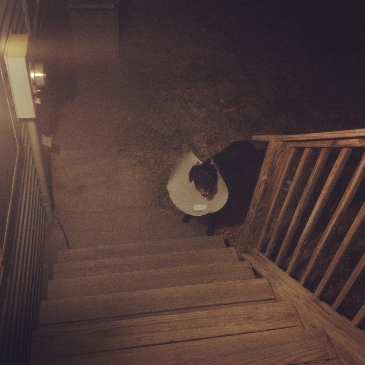 kip2malu's tweet photo. Sable has a hot spot she won’t leave alone, so she has a cone for a bit. Her is is barking at me. I finally figured out she wanted the dryer turned on for her version of a blow out. 🤣😂#SableDog #SeniorPup #Dogs #dogsoftwitter https://t.co/lrCyg2uNs4