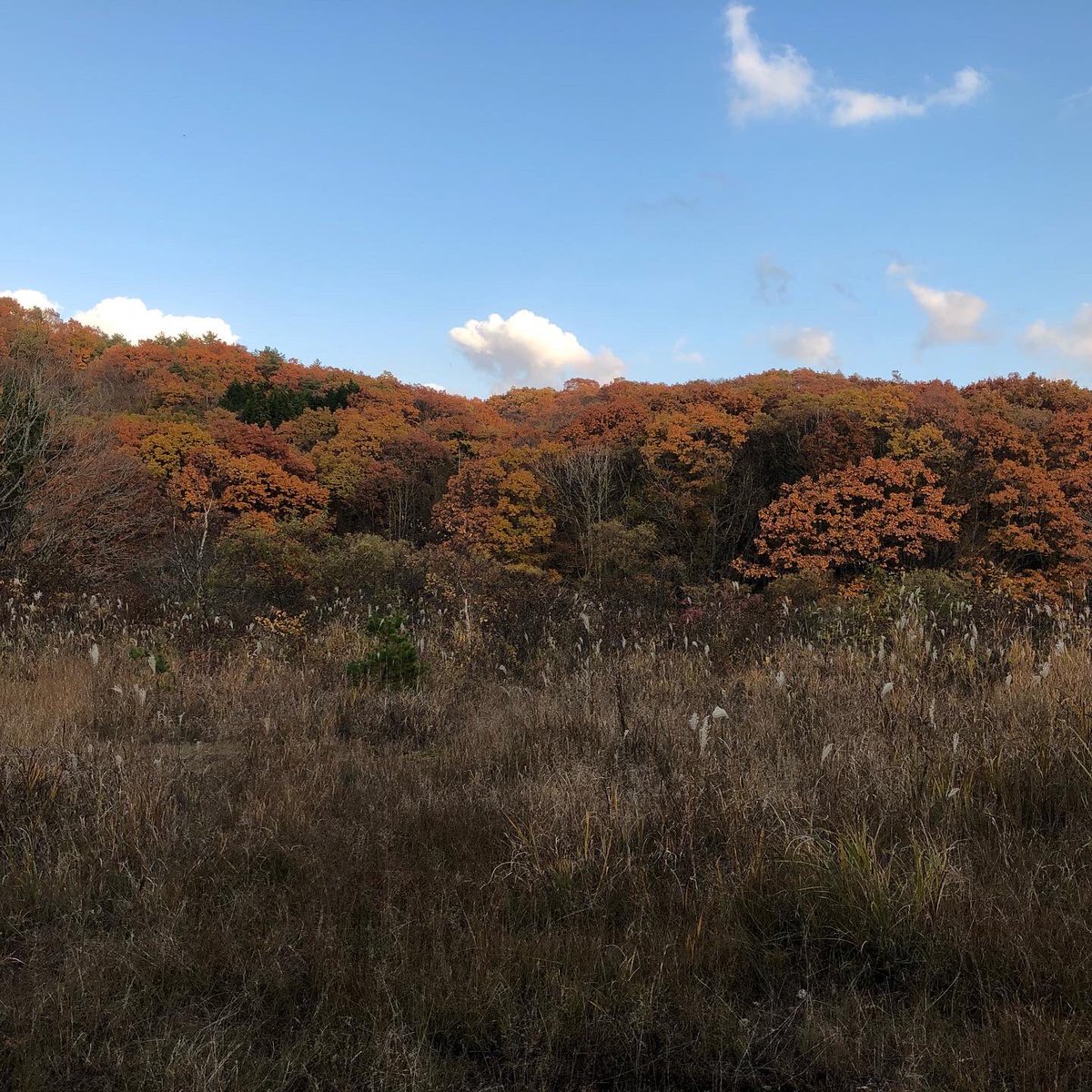 centerpark's tweet photo. 紅葉その2

#紅葉狩り #紅葉 https://t.co/KGjtsSwqwj