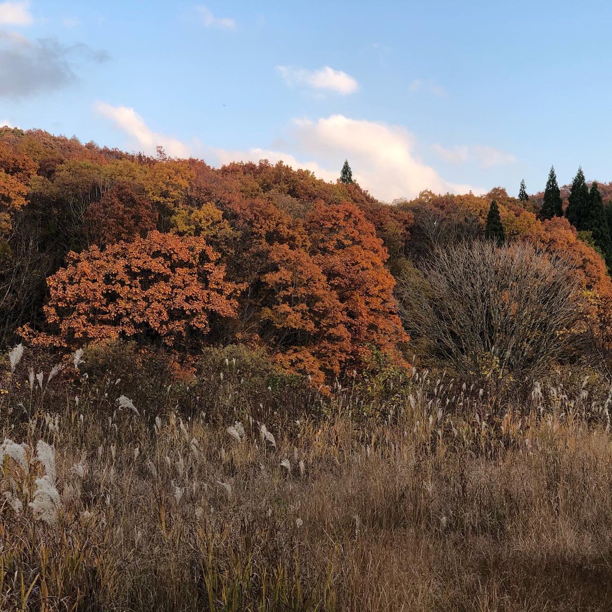 centerpark's tweet photo. 紅葉その2

#紅葉狩り #紅葉 https://t.co/KGjtsSwqwj