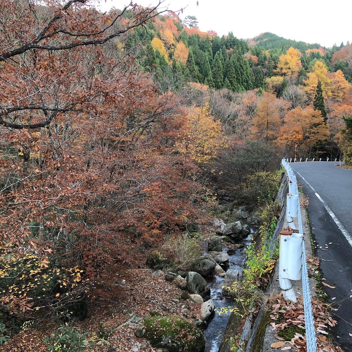 centerpark's tweet photo. 紅葉その2

#紅葉狩り #紅葉 https://t.co/KGjtsSwqwj