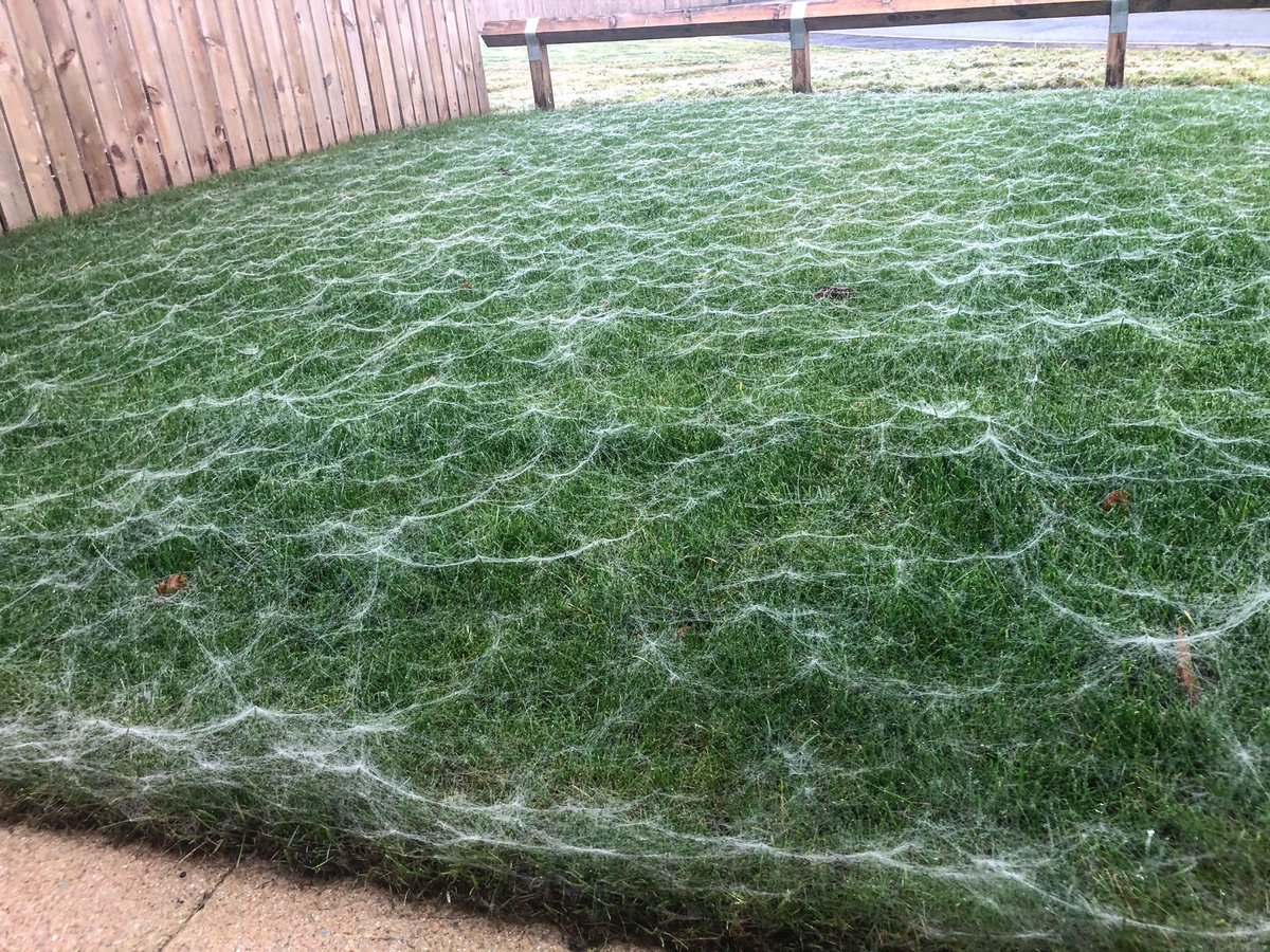 sabb19791's tweet photo. Spooky spider web strewn front lawn this morning! 😱🕸☠️💩🕷 https://t.co/IDJZeQx42G
