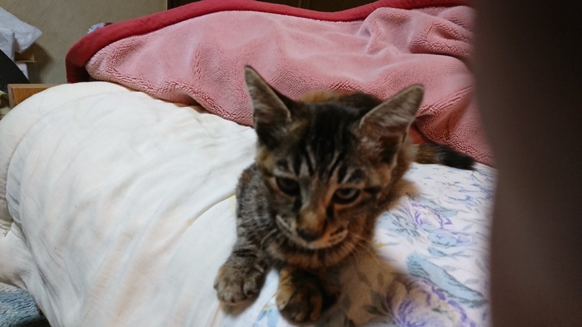 8023Hiro's tweet photo. 今 この猫の飼い主さん
探してます 
凄く 人なつっこいです
どなたか 知りませんか？
家に 犬が居るので
犬と猫 両方 飼うことは
できません
そして 飼い主さんも
居なくなって 寂しいと
思います
どうか お願いします https://t.co/iNafsJdN85