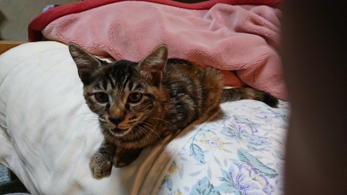 8023Hiro's tweet photo. 今 この猫の飼い主さん
探してます 
凄く 人なつっこいです
どなたか 知りませんか？
家に 犬が居るので
犬と猫 両方 飼うことは
できません
そして 飼い主さんも
居なくなって 寂しいと
思います
どうか お願いします https://t.co/iNafsJdN85