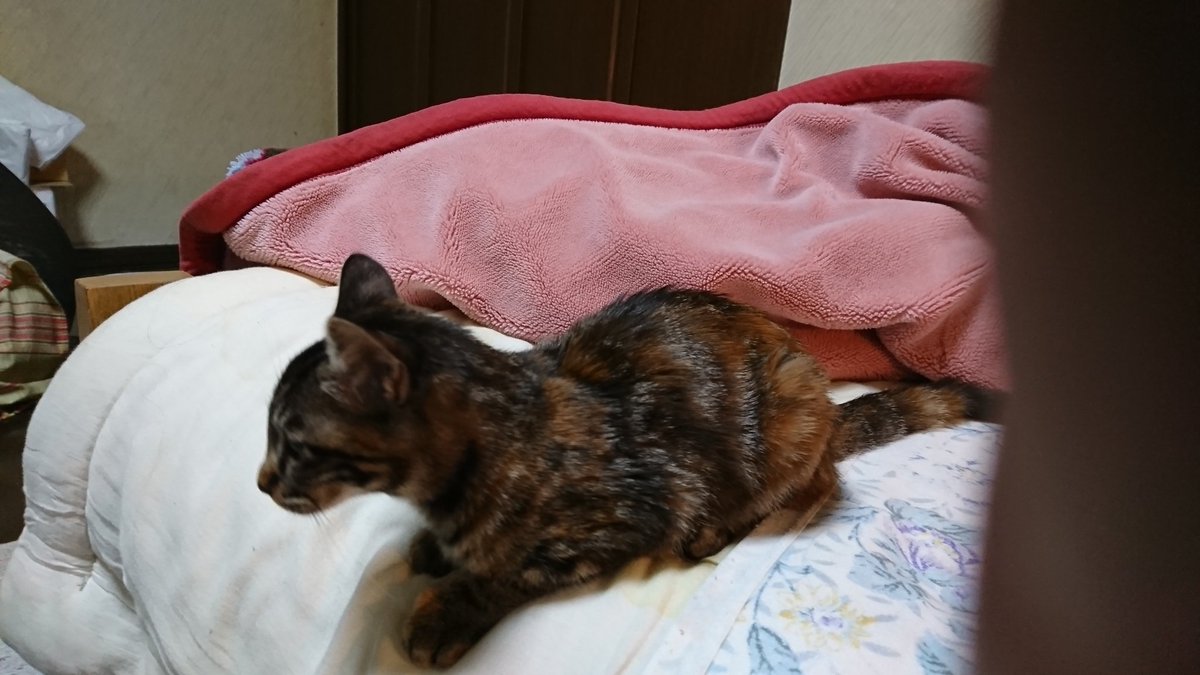 8023Hiro's tweet photo. 今 この猫の飼い主さん
探してます 
凄く 人なつっこいです
どなたか 知りませんか？
家に 犬が居るので
犬と猫 両方 飼うことは
できません
そして 飼い主さんも
居なくなって 寂しいと
思います
どうか お願いします https://t.co/iNafsJdN85