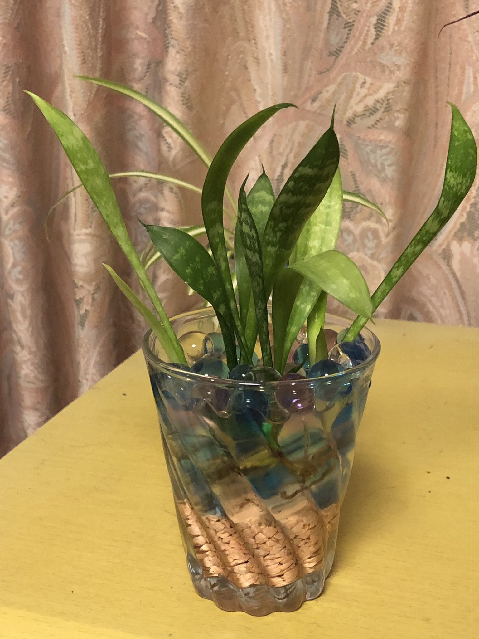 ガク 彡 サウスベリアの水耕栽培 遊びです 花言葉は 永久 不滅 サンセベリア の和名である千歳蘭にちなんで 長い年月を意味する花言葉がつけられました 開店祝いや引越し祝いなど 長く続くように という思いを込めて贈られる観葉植物です