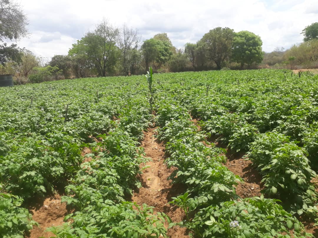 A young man raising his varsity fees grew these potatoes. 2 tonnes available in DOROWA.

His number +263783137713. 
I know him personally. Kindly support. 

<a href="/iMisred/">MISRED</a>
@MesahTapiwa
<a href="/begottensun/">K</a>

#redmarketsunday