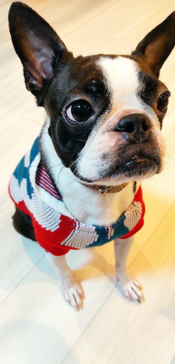 トランキライザー 王道屋でラーメン食べてドンキで犬の服買ってきた