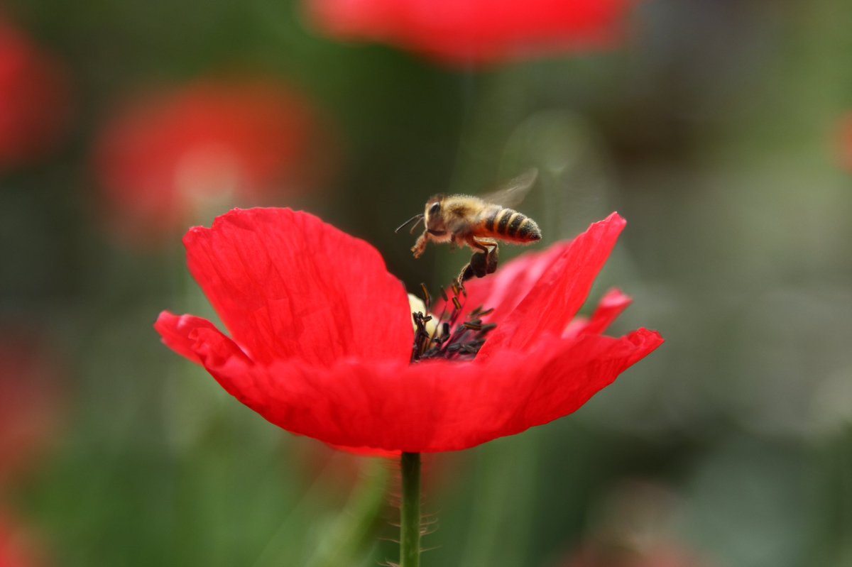 For all that is going on in the world today.
We remember and are thankful 🌺

#remembrancesunday 
#wewillrememberthem
#ArmisticeDay
#poppyday
#remembrance