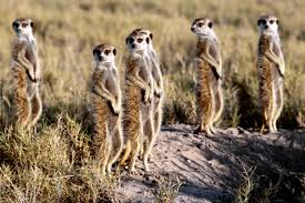 weiter gehts 
fünf morekats auf der flucht vor der kalibrierungshölle.
tut was für den tierschutz, schaltet JETZT ein auf
twitch.tv/mission2play_e…