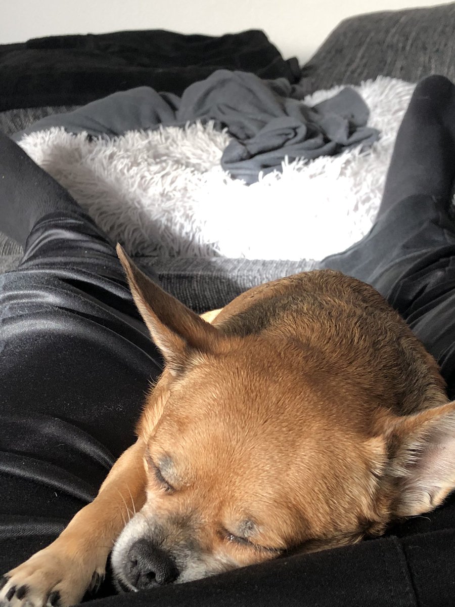 Kentrigo's tweet photo. Ich glaube da fühlt sich jemand pudelwohl oder was sagt ihr? #SundayMorning #hundemüde https://t.co/GM2GiKhwfc