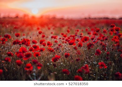 terencescarfe's tweet photo. Honoured to once again lay a wreath on behalf of Caerffili and Bargoed Freemasonry in the Community.
Although attendance was greatly reduced and unfortunately no March through the town, a surprising number observed the 2 minutes silence at 11 am.
We will remember them. https://t.co/xOpNdEggwh