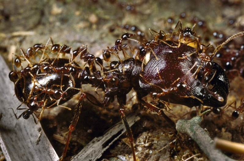 leppeppel's tweet photo. #TIL in addition to soldiers and workers, Asian marauder ants, carebara diversa, also have "supermajors" up to 50x larger than workers, which shuttle around entire groups.

That's right; ants evolved their own version of aircraft carriers. I keep forgetting how much #antsrule🐜 https://t.co/EQSuwhBczV
