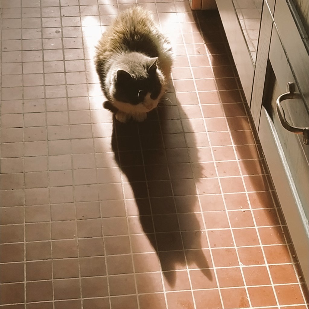 chalbator's tweet image. Pas besoin d'avoir des yeux qui marchent pour trouver un spot au ☀️