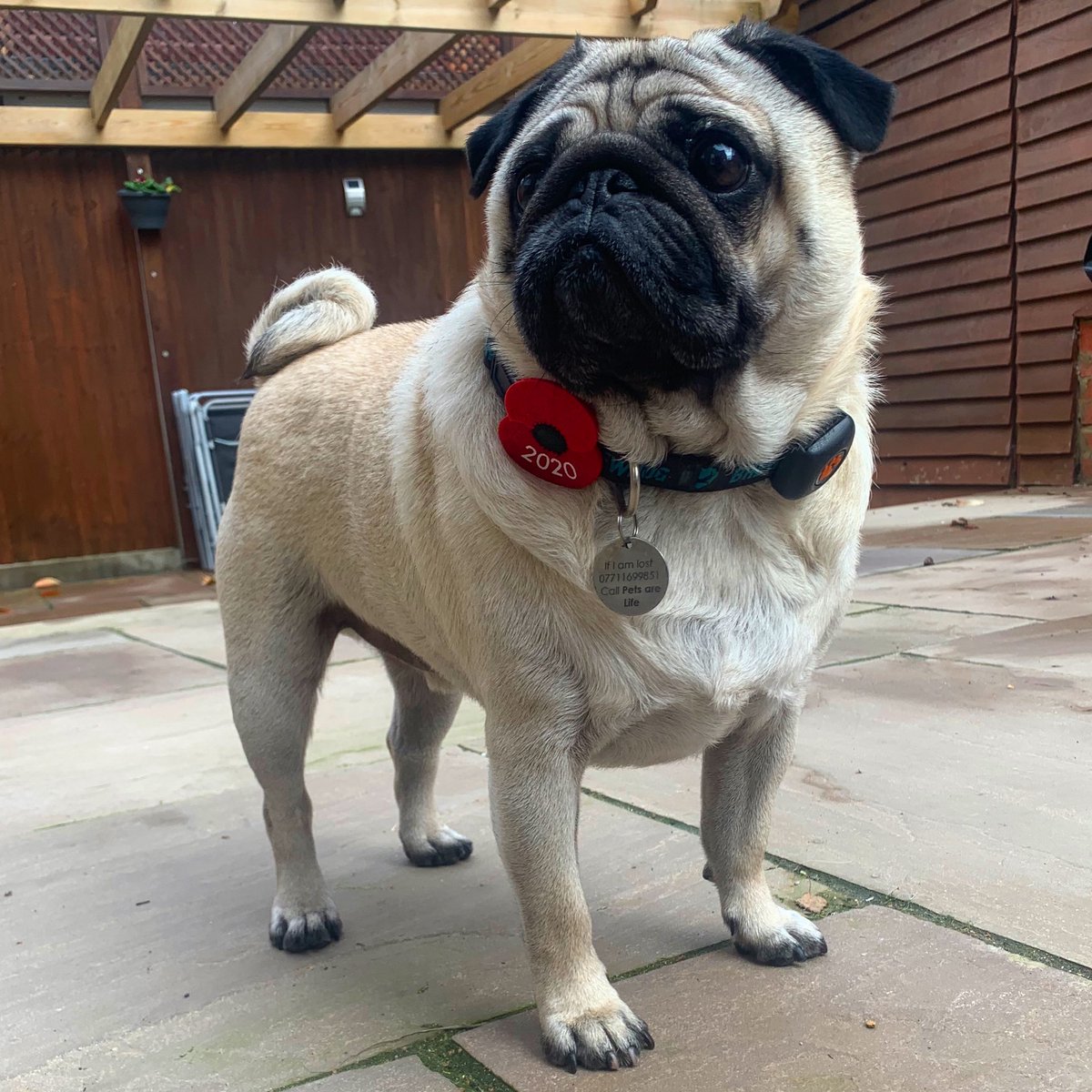 Steph_WestKent's tweet photo. Lenny wearing his poppy with pride this #RemembranceSunday 

At the going down of the sun and in the morning
We will remember them. https://t.co/xtgIbp0xLq
