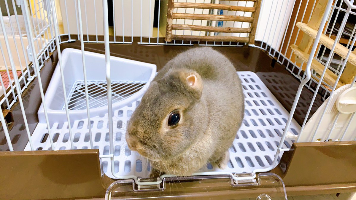 みるみる こんばんは ヒカルくんのケージが壊れたので新しくトイレ付きのケージを買ったよ おトイレがいらなくなったので 室内も広々で お掃除も楽チン お勧めです マルカンうさぎのスッキリおそうじケージ うさぎ ネザーランドドワーフ 多頭