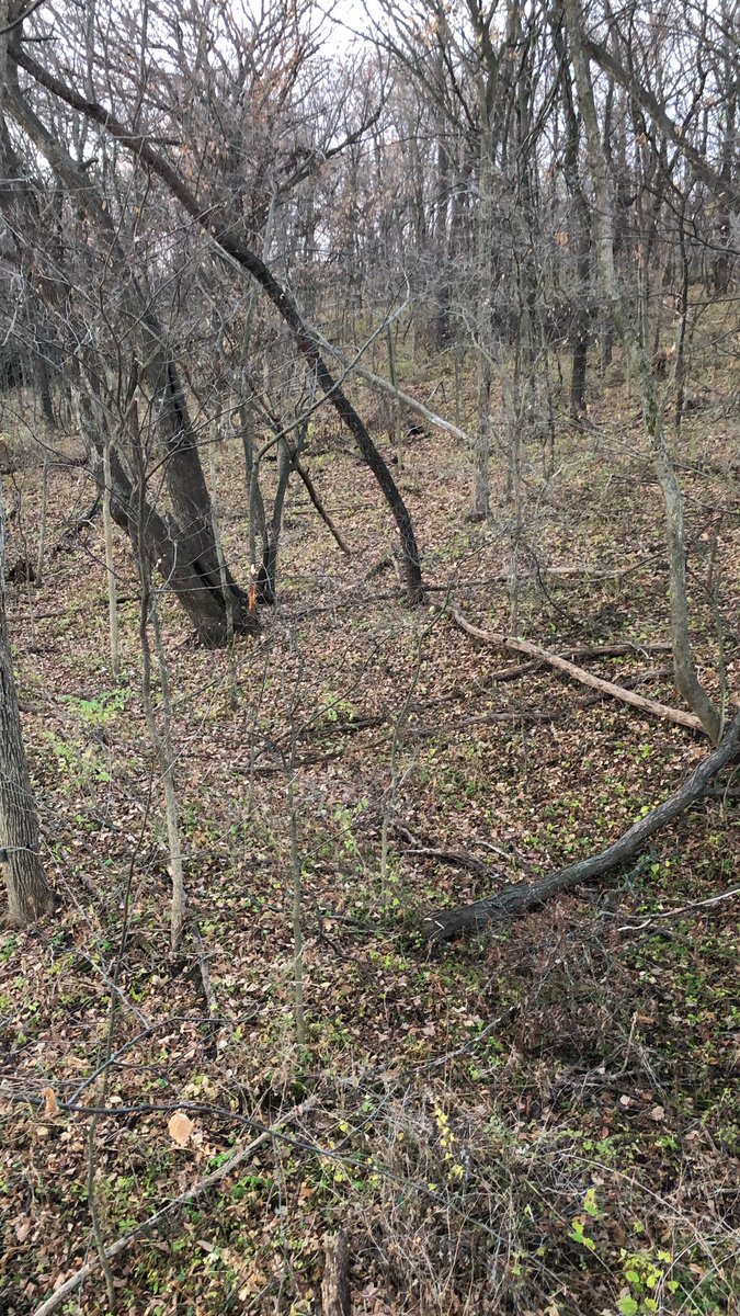 Randy Freese tweet media