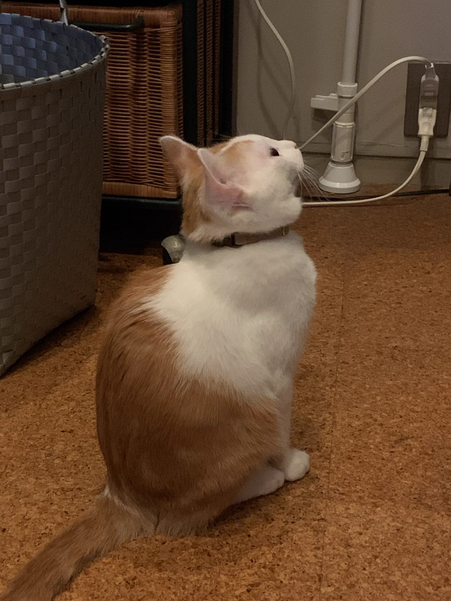お試し期間があってほんと親切！
早く慣れて欲しいわ🐱  